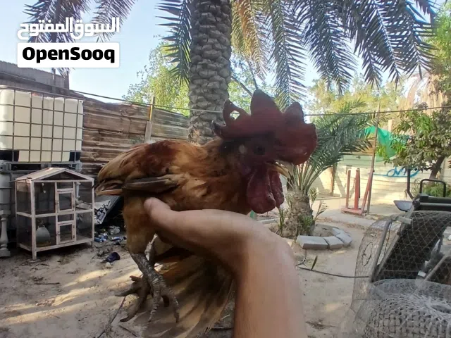للبيع ديك صغير