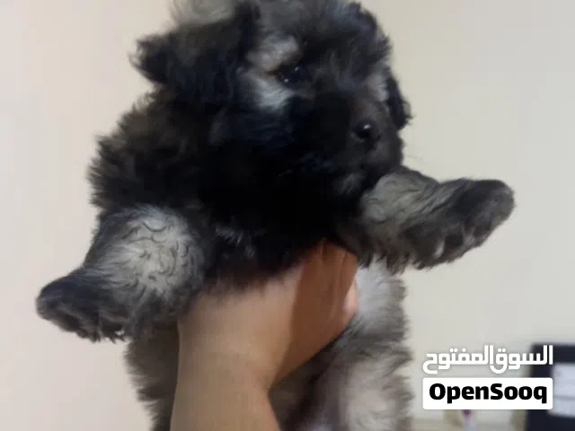 جرو فرينش تيرير