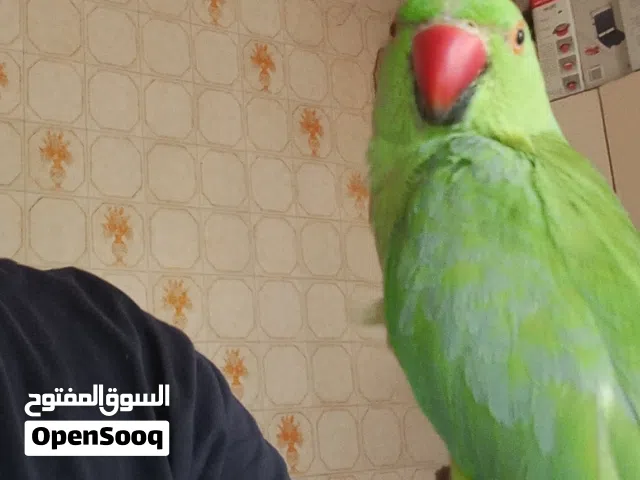فرخ درة زق يدوي