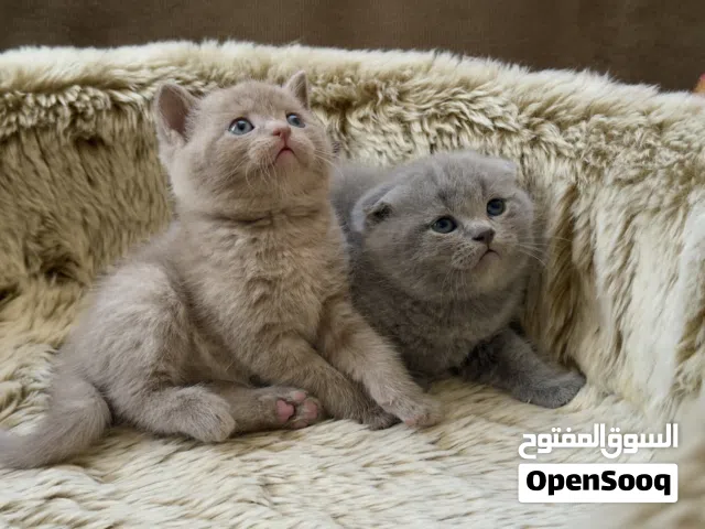 سكوتش فولد