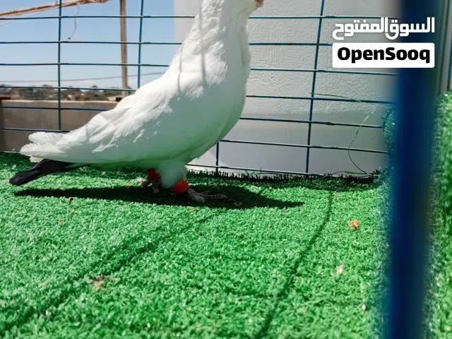 متاح جوزين وفحل موجودات في مادبا بوصلو عمان المقابلين للجادين التواصل ع تلفون او خاص
