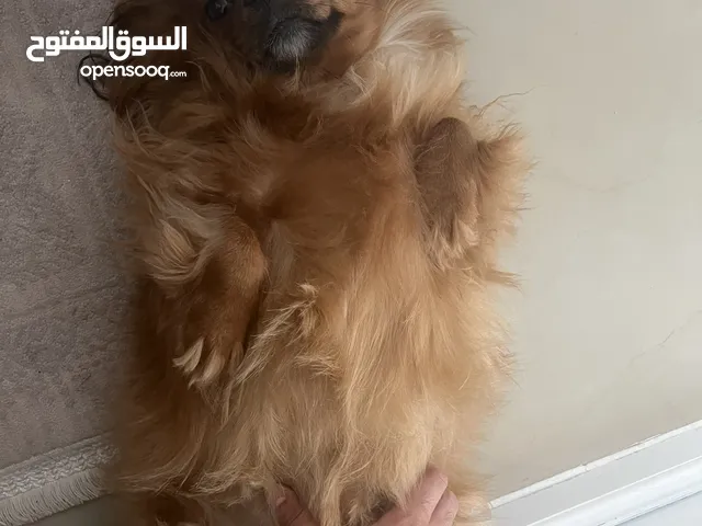 Urgent Pekingese for sale (serious only)