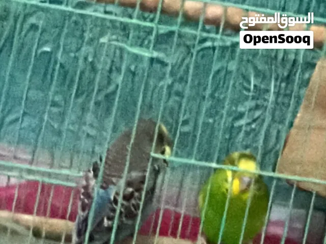 للبيع تطيور بادجي
