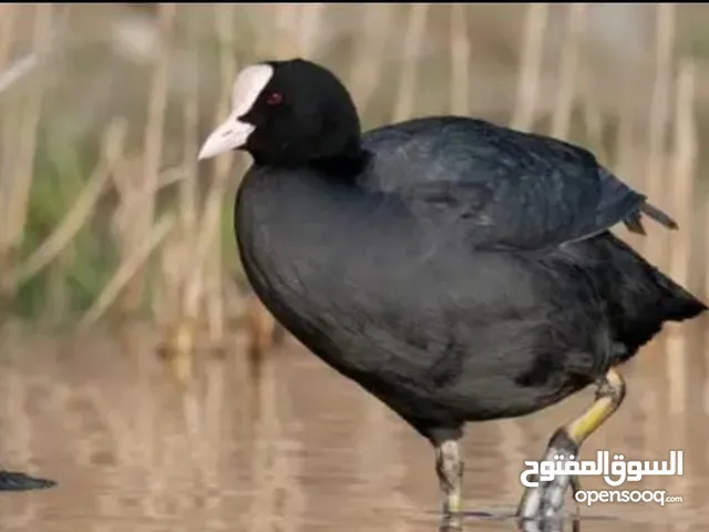 طيور حره دجاج ماي للبيع