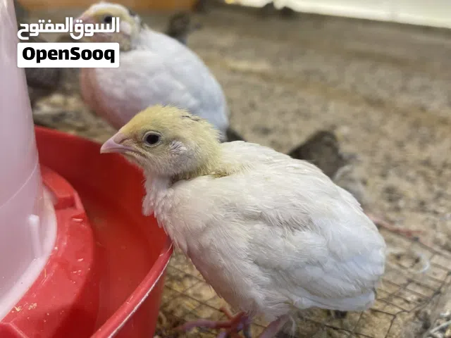 فري غير مطعم