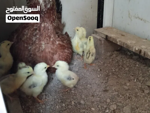 السلام عليكم.   دجاجة وياها كتاكيت تندراوي العدد 9 كتاكيت.  المكان التنومه شارع الحلاف