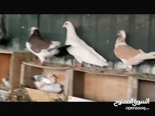 للبيع حمام العدد 30 مخلط