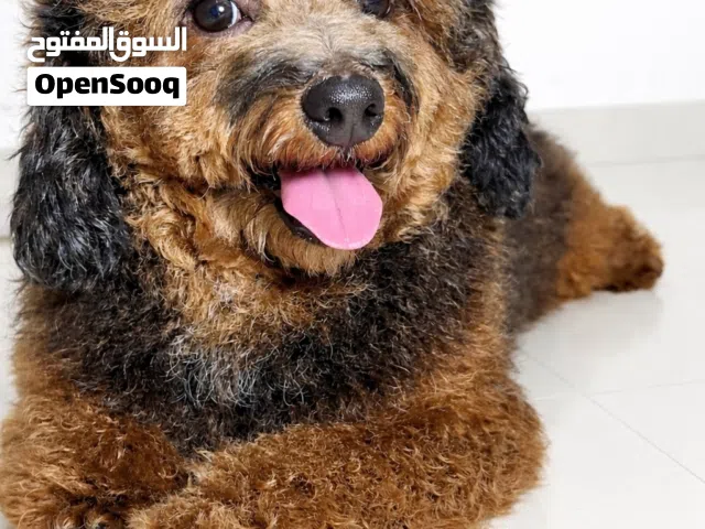 توي بودل فانتوم _ متاح للتزاوج فقط