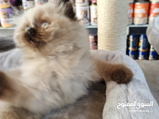 قطط هملايا عمر شهرين