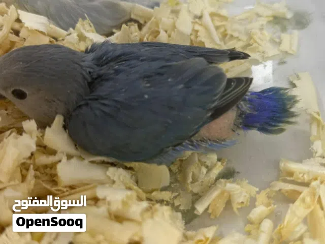 روز اليف غر حط سعرك عجبني شيل