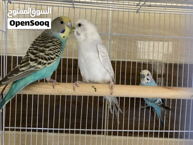 بادجي محلي