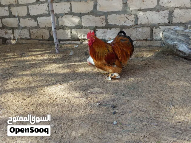 السلام عليكم متوفر لدينا بفضل الله كوبية تكركيبة تشخيرة درجه اولى الكوبية تبي من يكسب بس