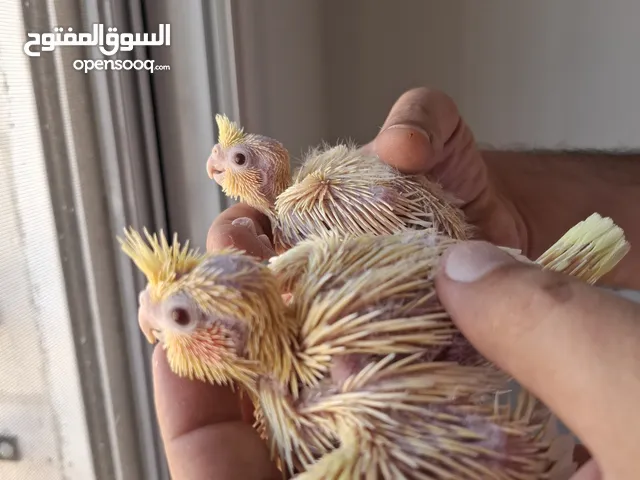 فراخ كوكتيل عدد 2 للبيع ( للزق اليدوي)