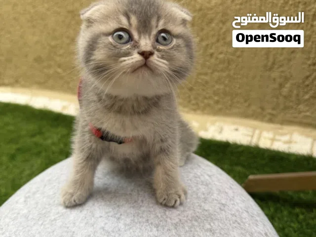 سكوتش فولد لعوب العمر شهرين وذكي ذكر