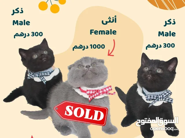 قطط سكوتش شورت هير ( الاب سكوتش cinnamon معاه بدقري و الام سكوتش فولد )
