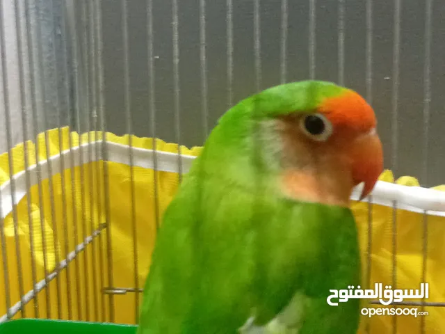 حبه روز للبيع   او للبدل