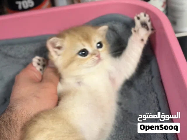 للبيع قولد برتش ny12