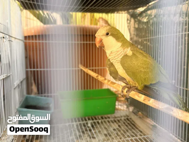 ببغاء كويكر النادر