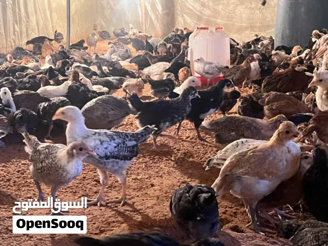 كتكوت عربي مخلط عمره شهرين واخد تحصينات كامله