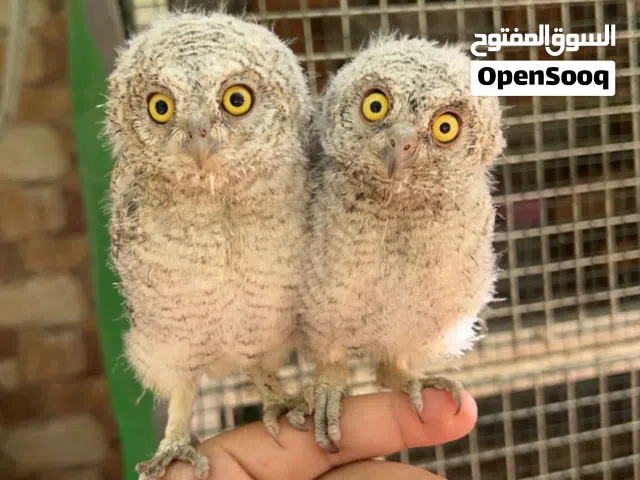 Little owl بومة قزمة