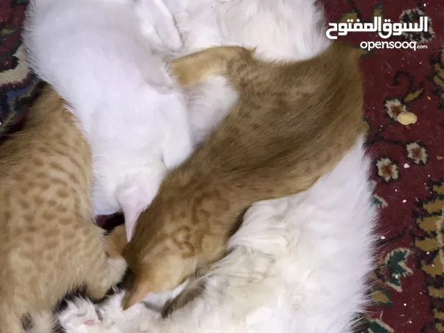 قطه للبيع ب75 وبيها مجال