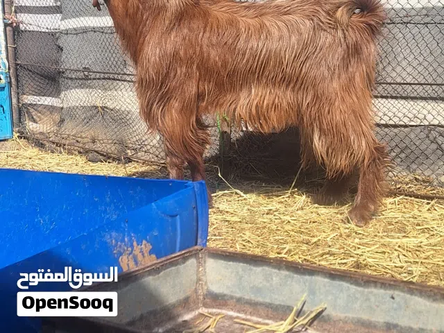 للبيع تيس فحل احمر كامل جم راهي عليه مد وشور من حلال بني سعيد ماشاءالله تبارك الرحمان