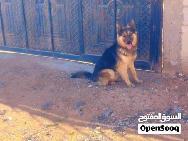 كلب جيرمن و بلجم مالينوه