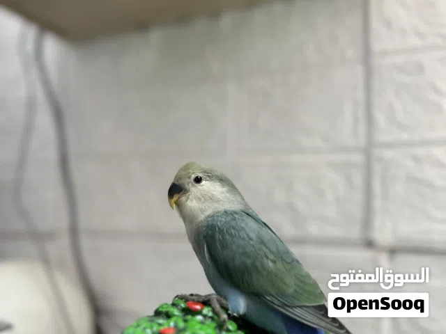 ببغاء روز أليف