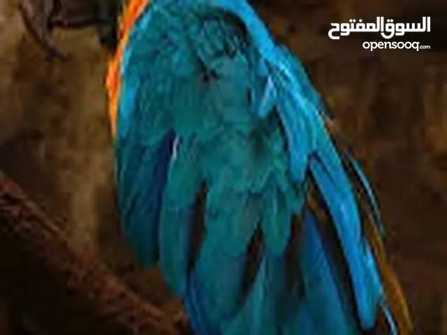 مطلوب ببغاء المكاو صغير عمره شهر او شهرين والي عده لا يقصر