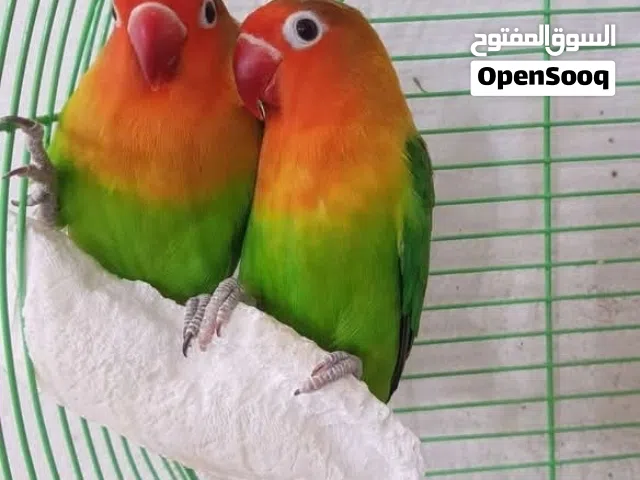 مطلوب جوز فيشر لون أخضر جميل بشرط يكون شغال