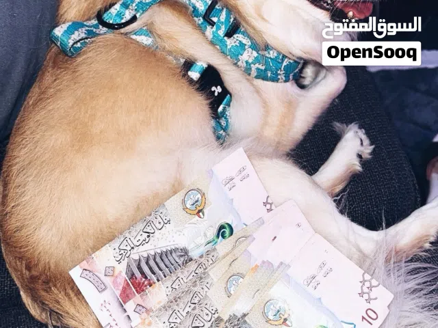 كلاب انثى للبيع