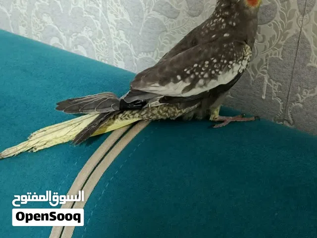 حبه كوكتيل ماشاء الله