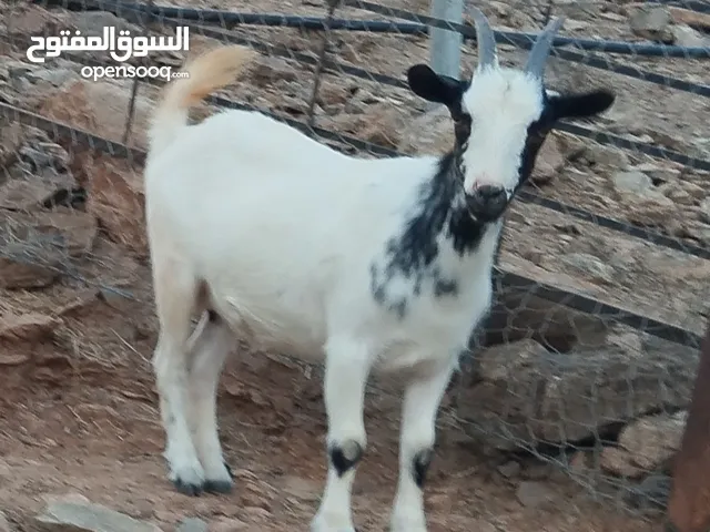 ماعز القزم بلجيكا