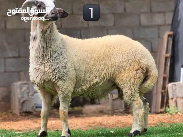 10خرفان بضاعة عيد درجه اولى عز من يعيد نظاف وميزانهم لاقوة الا بالله. وكلفتهم نظيفه