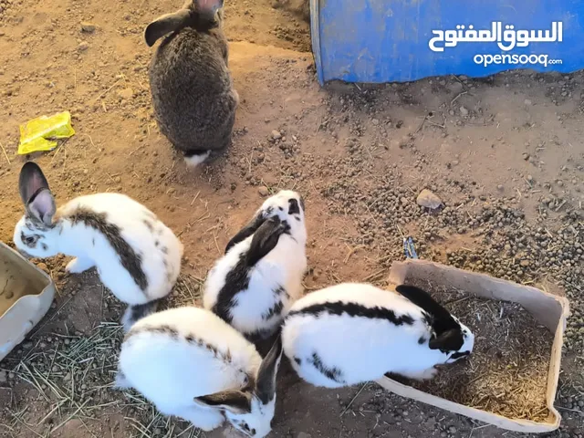 ارنب بابيون