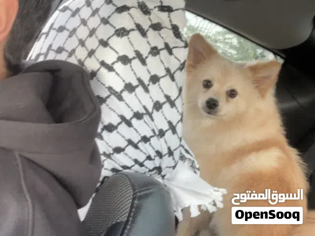 كلب ذكر بومارينيان