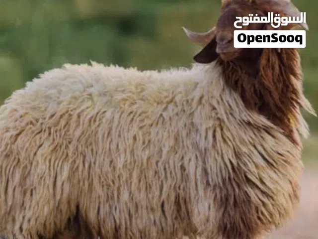قصاب متنقل تحت الطلب لجميع مناطق الكويت