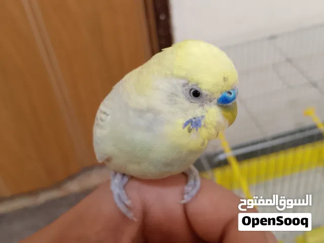 بيع عصفور حب ذكر أليف 100% صحه ممتازه السعر مع قفص 3معالف    مع قفص معلفين 8 من دون قفص