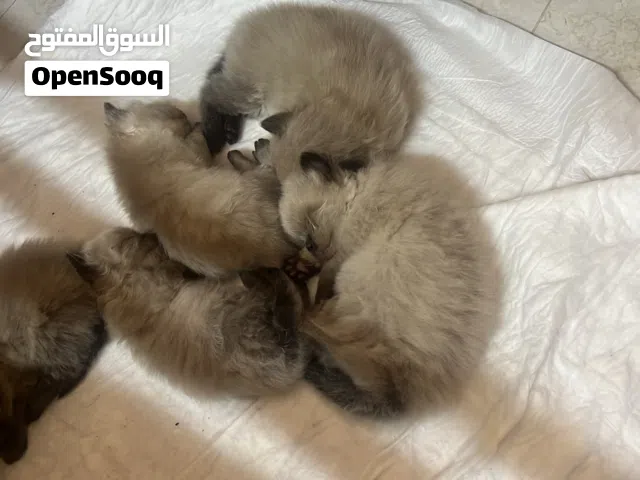 قطط هملايا مواليد جديده للبيع اقرا الوصف..