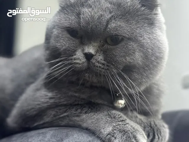 قط ذكر سكوتش فولد العمر سنه