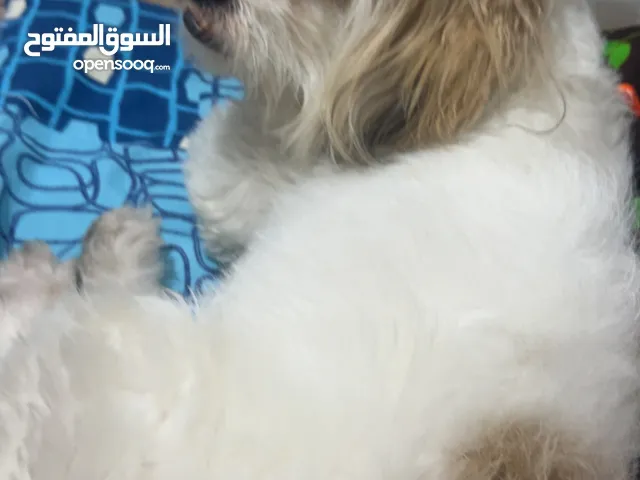 كلب شيتزو العمر12شهر ماخذ كل المطاعيم ذكر وبيلعب وفرفوش قابل لتفاوض