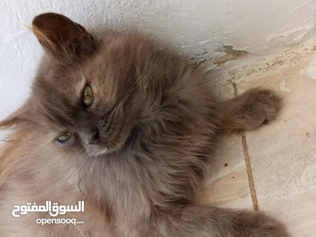 اااااااااااا