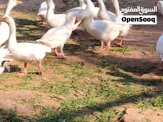 وز مصري للبيع