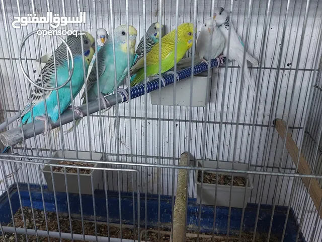 يتوفر خمس اجواز حب شغلات للبيع على 45 دينار وجوز كوكتيل شغلات للبيع على 35 دينار
