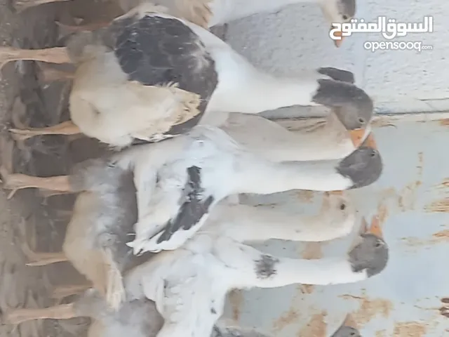 فراخ وز للبيع