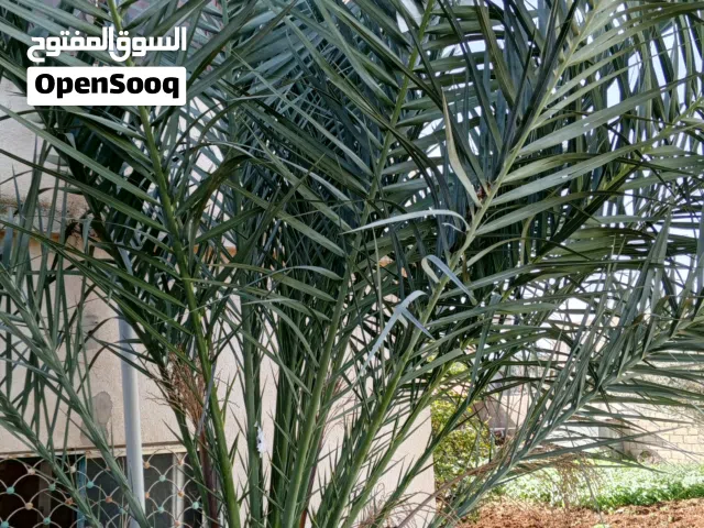 شجره النخيل  سعر قابل. لتفاوض