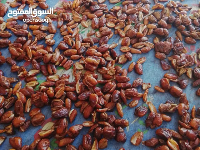 بيع تمر بكراري