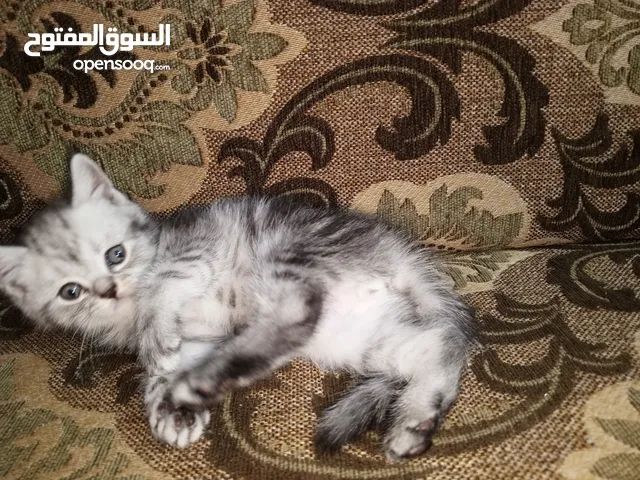 كتن ذكور للبيع  سكوتش ستريت غولدن بلاك تابي وا سكوتش ستريت سلفر