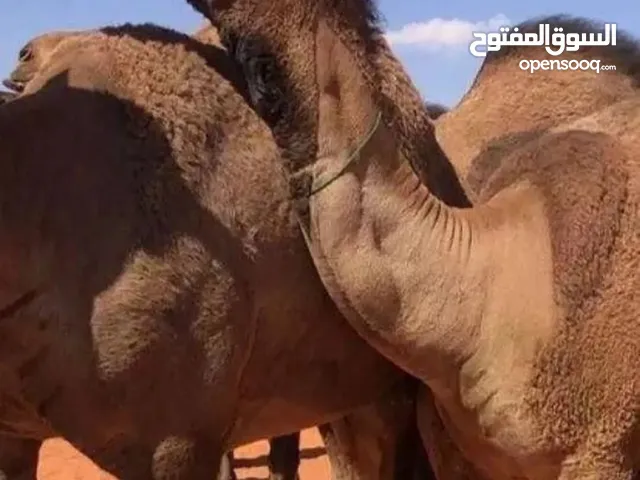 حً ـلَآقــــــهِ وُغـــــــًسًــــــــيـــــــّــلَ آبّـــــــلَ