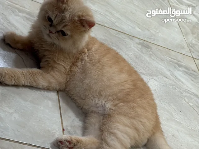 *سيمبا *5 شهور *ذكر